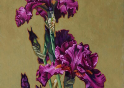 Abercamlais Irises No.1, Oil on canvas